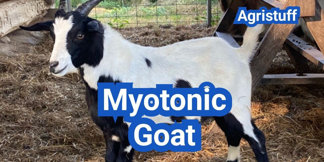 Myotonic Goat: History, Origin, Characteristics, Breeding And Uses