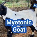 Myotonic Goat: History, Origin, Characteristics, Breeding And Uses