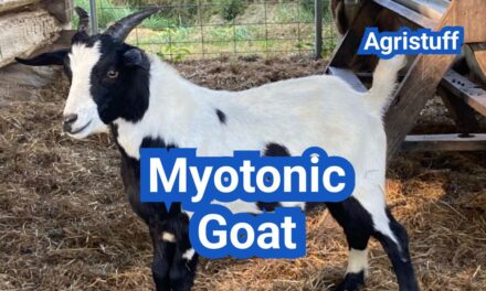 Myotonic Goat: History, Origin, Characteristics, Breeding And Uses
