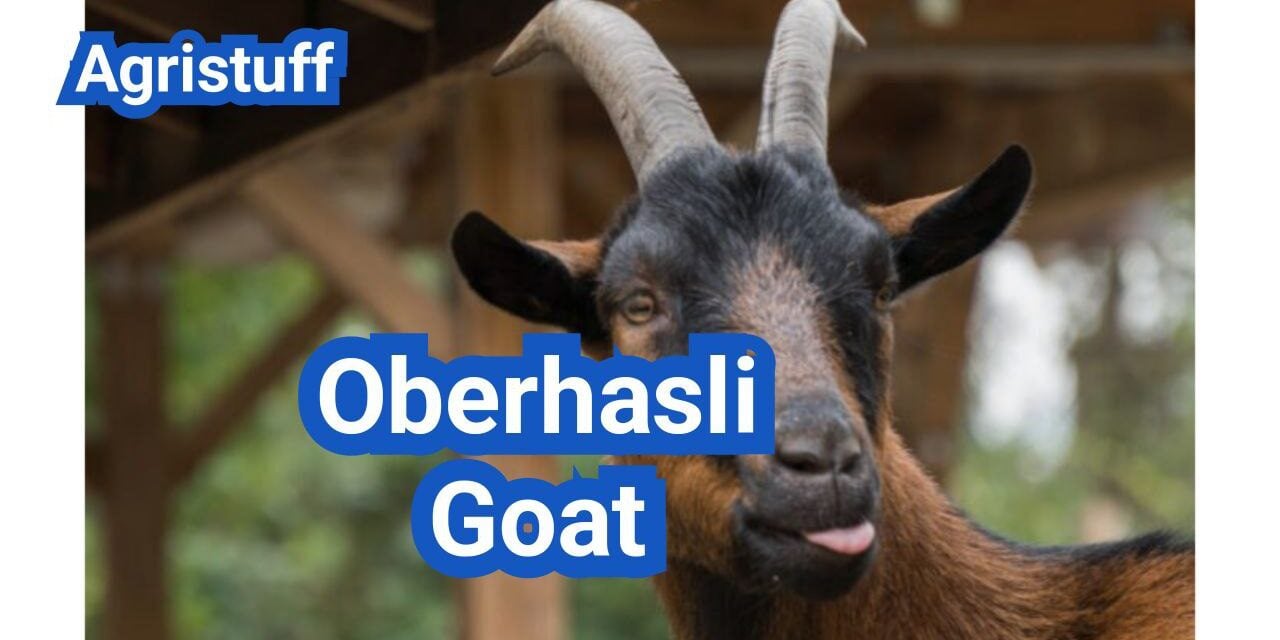 Oberhasli Goat: History, Origin, Characteristics, Breeding And Uses