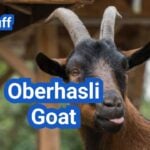 Oberhasli Goat: History, Origin, Characteristics, Breeding And Uses
