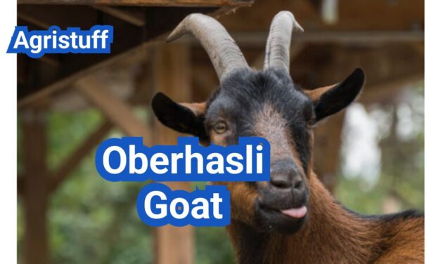 Oberhasli Goat: History, Origin, Characteristics, Breeding And Uses
