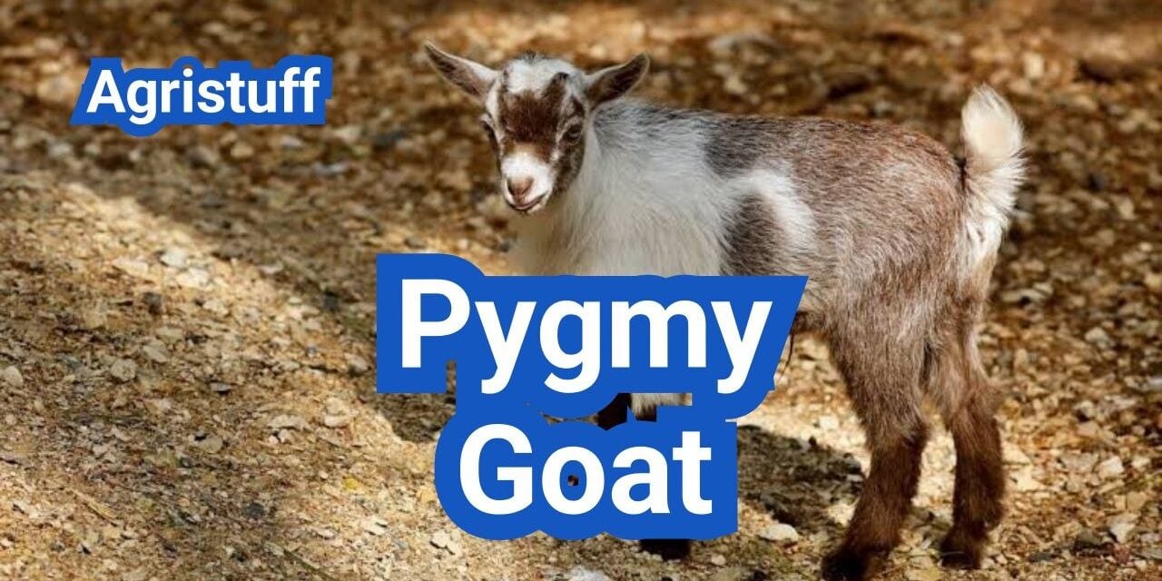 Pygmy Goat: History, Origin, Characteristics, Breed And Uses