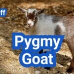 Pygmy Goat: History, Origin, Characteristics, Breed And Uses