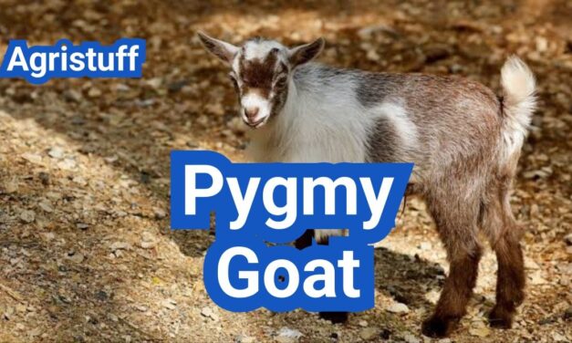 Pygmy Goat: History, Origin, Characteristics, Breed And Uses