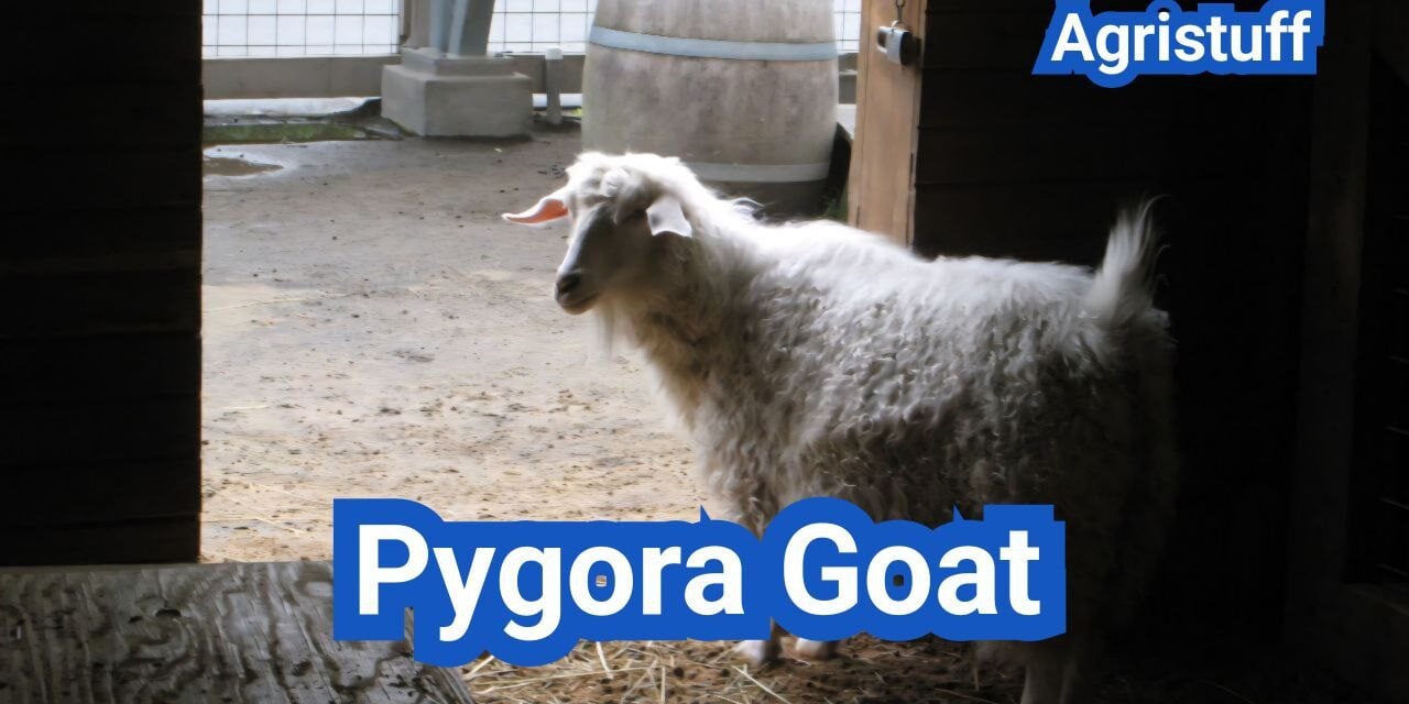 Pygora Goat: History, Origin, Characteristics, Breeding And Uses
