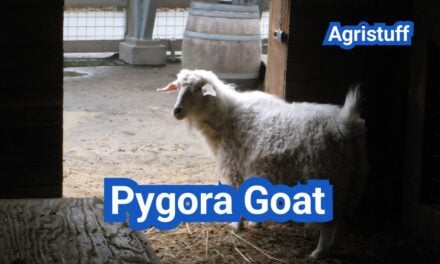 Pygora Goat: History, Origin, Characteristics, Breeding And Uses