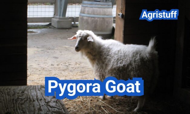 Pygora Goat: History, Origin, Characteristics, Breeding And Uses