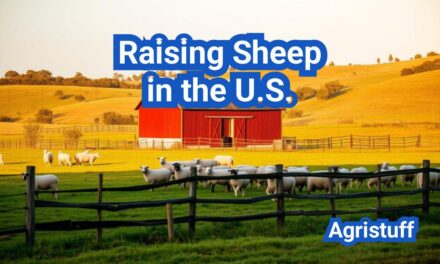 Raising Sheep in the U.S.: Breeds, Grazing Plans, and Profit Models