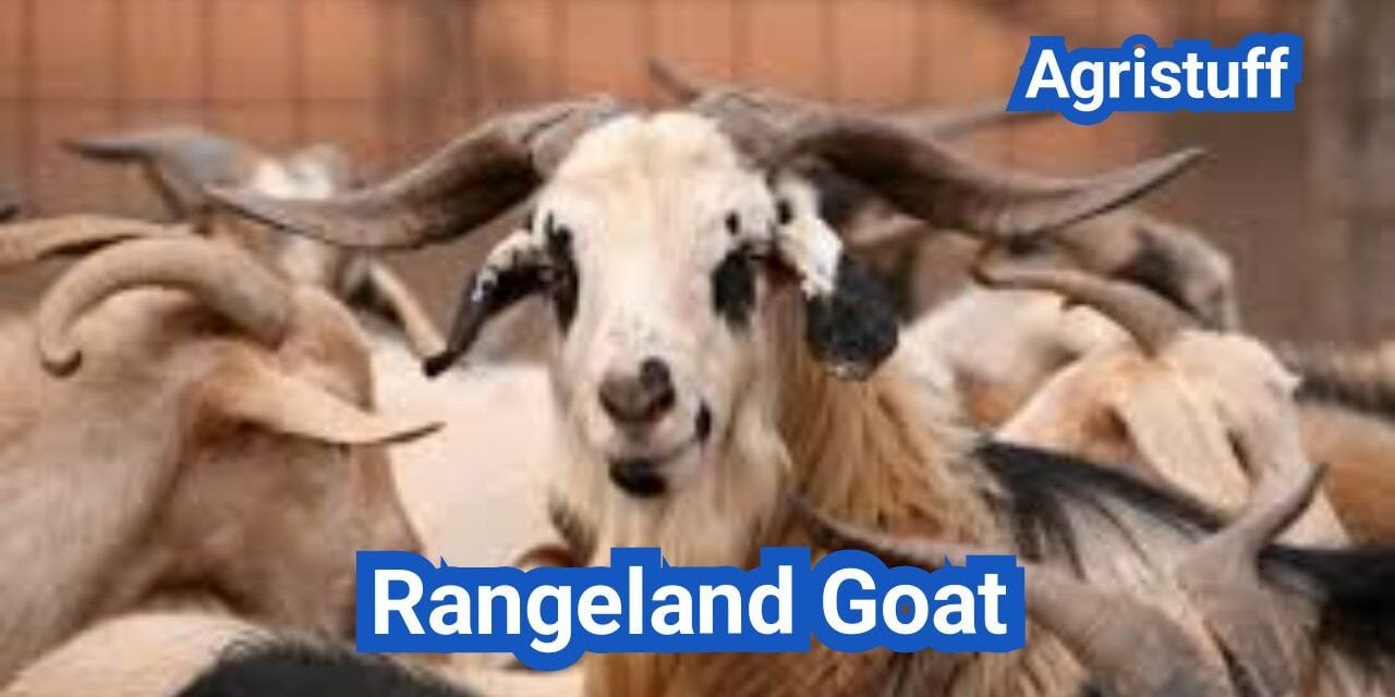 Rangeland Goat: History, Origin, Characteristics, Breeding And Uses