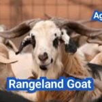 Rangeland Goat: History, Origin, Characteristics, Breeding And Uses