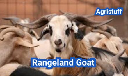 Rangeland Goat: History, Origin, Characteristics, Breeding And Uses
