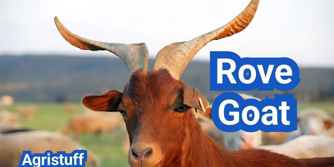 Rove Goat: History, Origin, Characteristics, Breeding And Uses