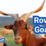 Rove Goat: History, Origin, Characteristics, Breeding And Uses