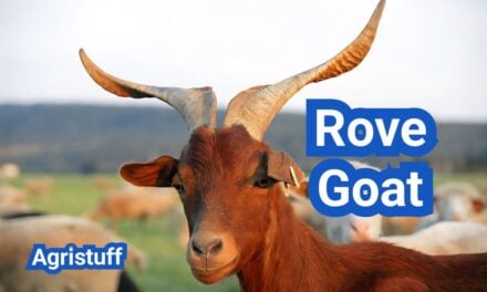 Rove Goat: History, Origin, Characteristics, Breeding And Uses