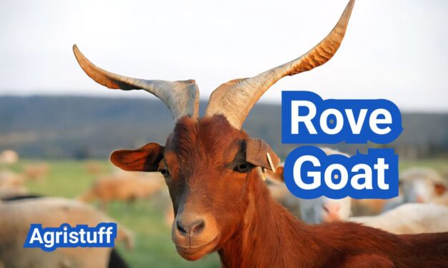 Rove Goat: History, Origin, Characteristics, Breeding And Uses