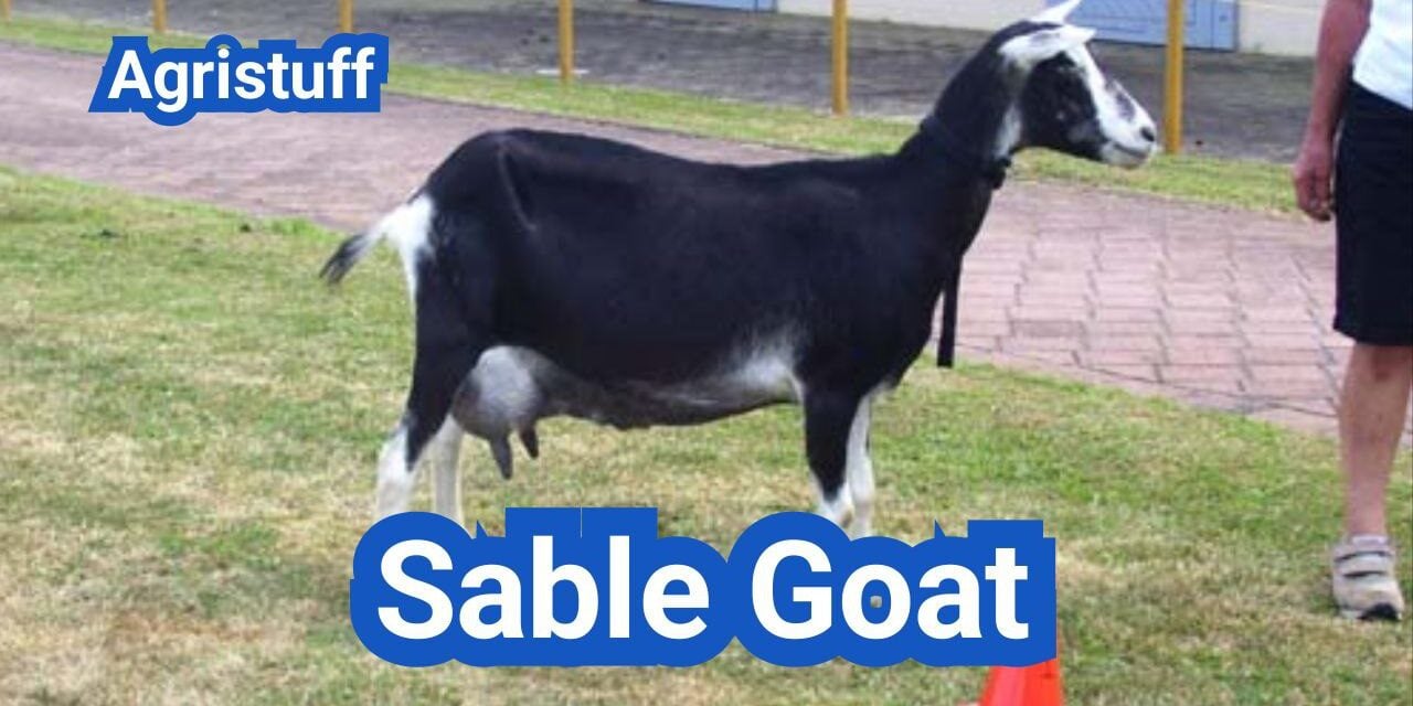Sable Goat: History, Origin, Characteristics, Breeding And Uses