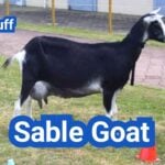 Sable Goat: History, Origin, Characteristics, Breeding And Uses