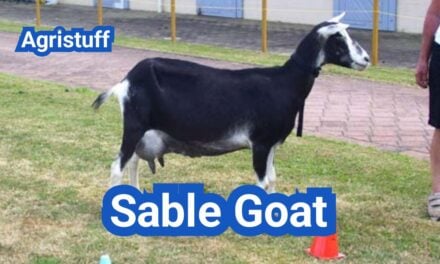 Sable Goat: History, Origin, Characteristics, Breeding And Uses