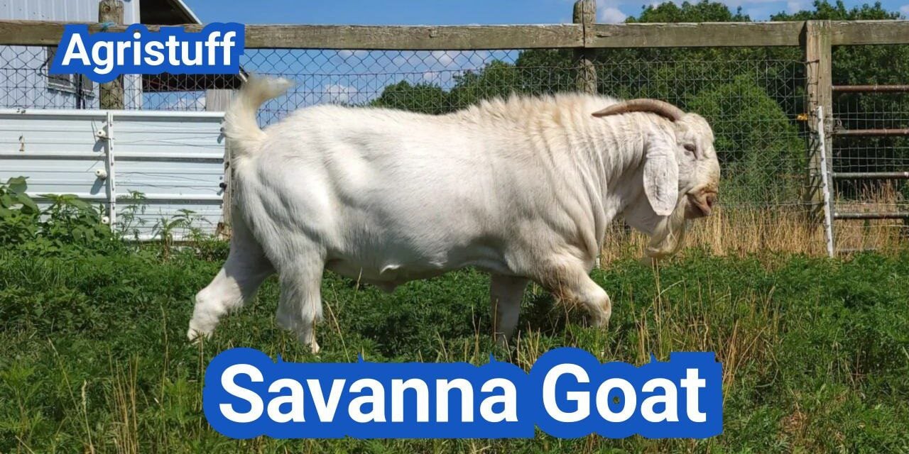 Savanna Goat: History, Origin, Characteristics, Breeding And Uses
