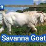 Savanna Goat: History, Origin, Characteristics, Breeding And Uses
