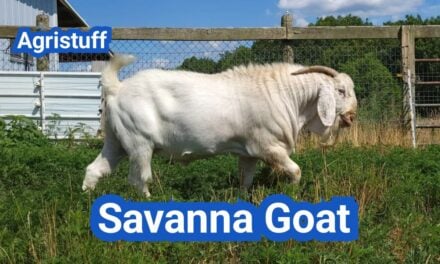Savanna Goat: History, Origin, Characteristics, Breeding And Uses