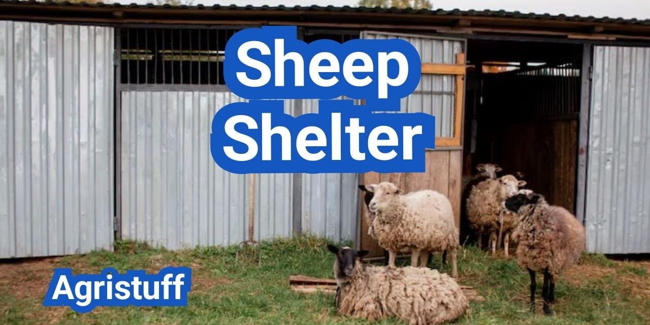 Sheep Shelter Essentials: Draft Control, Bedding, and Predator Safety