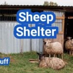 Sheep Shelter Essentials: Draft Control, Bedding, and Predator Safety