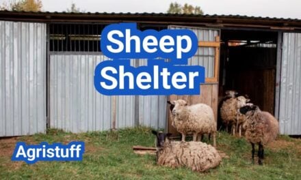 Sheep Shelter Essentials: Draft Control, Bedding, and Predator Safety