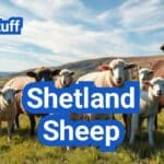 Shetland Sheep: History, Origin, Characteristics, Breeding And Uses