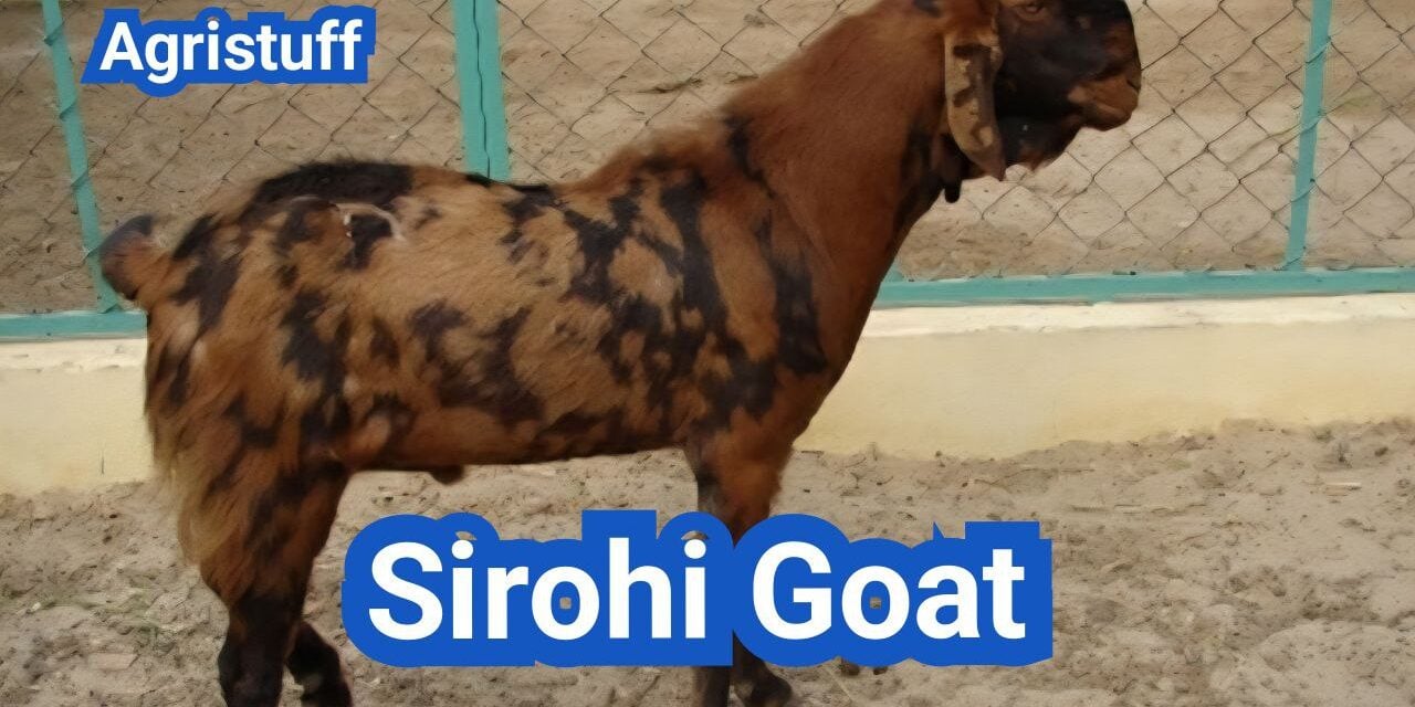 Sirohi Goat: History, Origin, Characteristics, Breeding And Uses