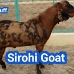 Sirohi Goat: History, Origin, Characteristics, Breeding And Uses