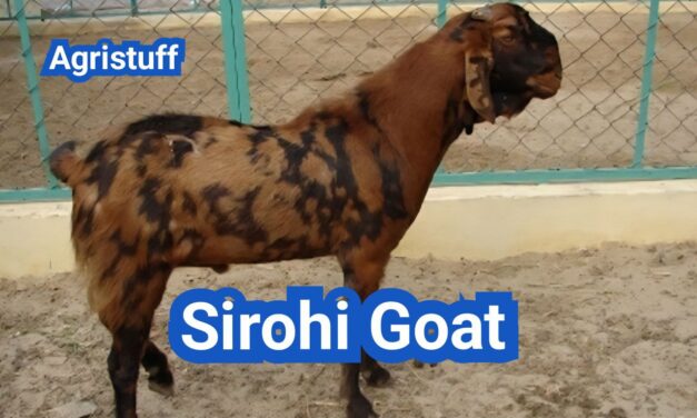 Sirohi Goat: History, Origin, Characteristics, Breeding And Uses