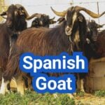Spanish Goat: History, Origin, Characteristics, Breeding And Uses