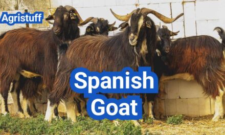 Spanish Goat: History, Origin, Characteristics, Breeding And Uses