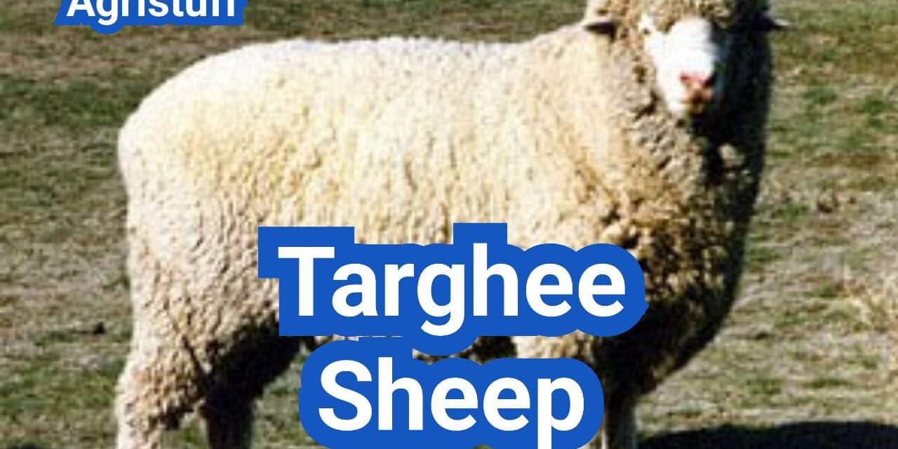 Targhee Sheep: History, Origin, Characteristics, Breeding And Uses