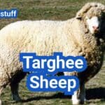 Targhee Sheep: History, Origin, Characteristics, Breeding And Uses