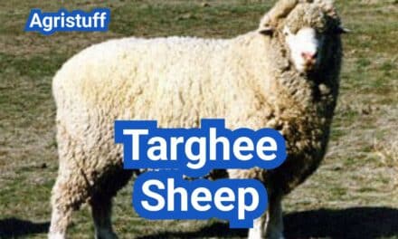 Targhee Sheep: History, Origin, Characteristics, Breeding And Uses