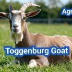 Toggenburg Goat: History, Origin, Characteristics, Breeding And Uses