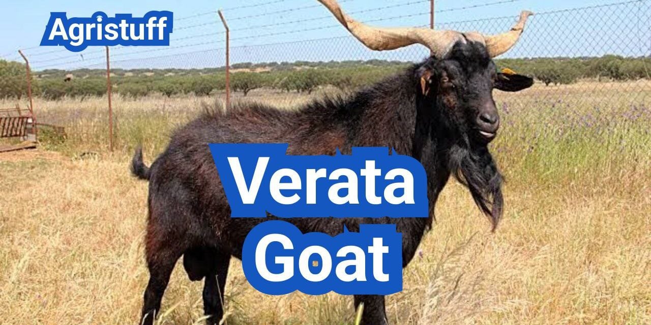 Verata Goat: History, Origin, Characteristics, Breeding And Uses