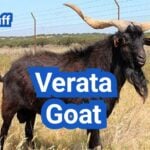 Verata Goat: History, Origin, Characteristics, Breeding And Uses