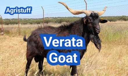 Verata Goat: History, Origin, Characteristics, Breeding And Uses