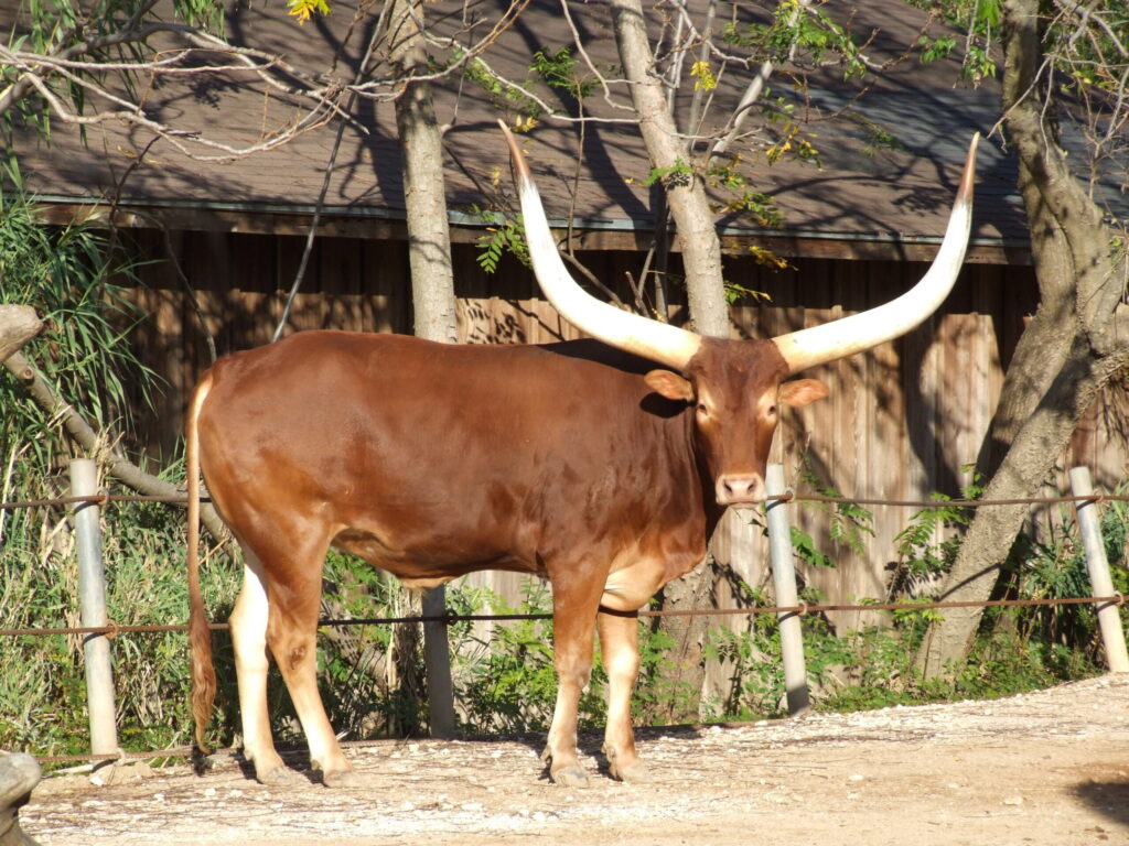 Watusi Cattle