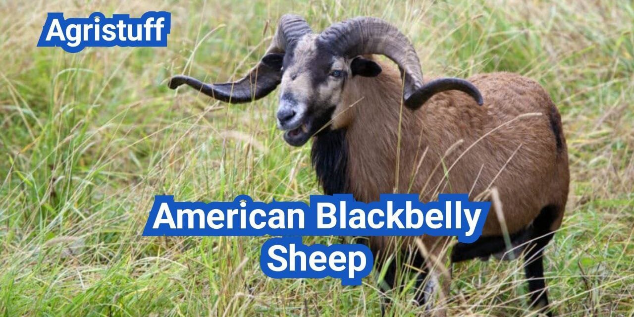 American Blackbelly Sheep: History, Origin, Characteristics, Breeding And Uses