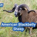 American Blackbelly Sheep: History, Origin, Characteristics, Breeding And Uses