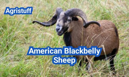 American Blackbelly Sheep: History, Origin, Characteristics, Breeding And Uses