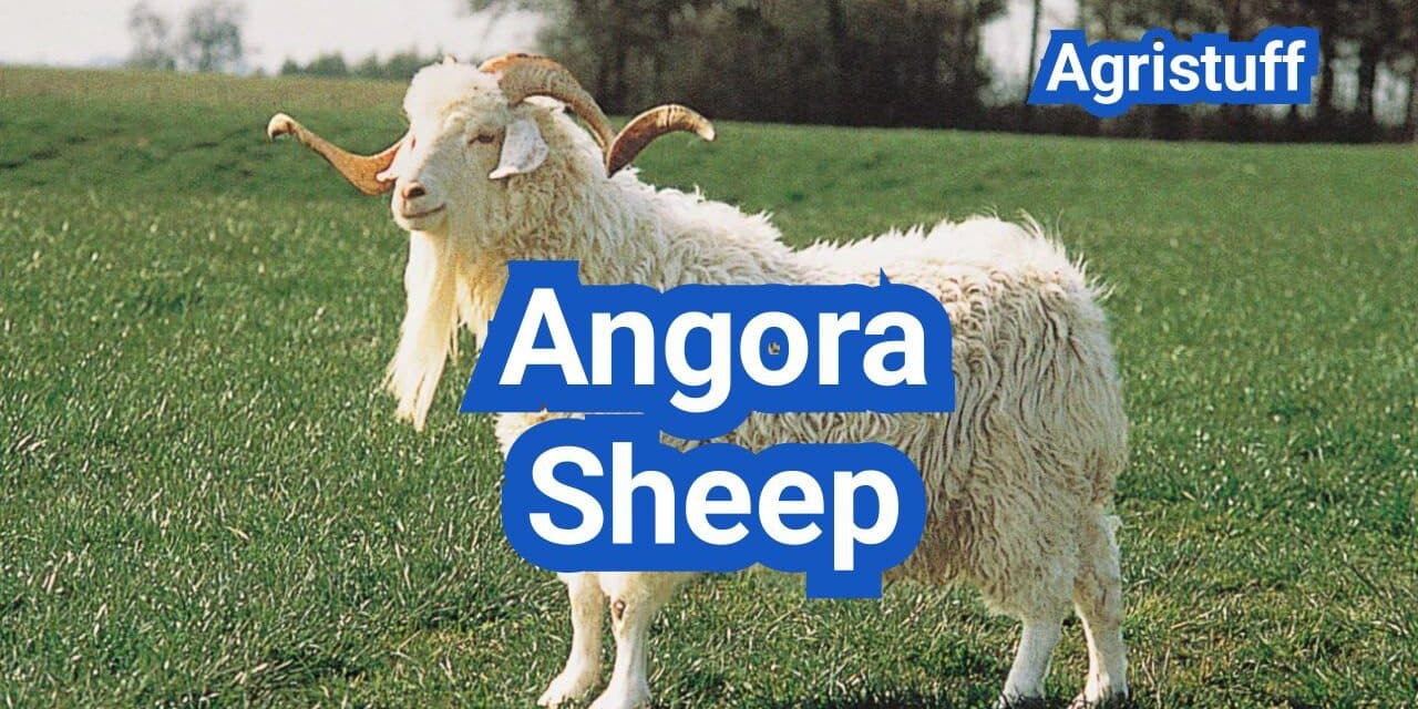 Angora Sheep: Mohair Quality, Shearing, and Feeding Requirements