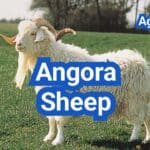 Angora Sheep: Mohair Quality, Shearing, and Feeding Requirements