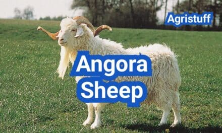 Angora Sheep: Mohair Quality, Shearing, and Feeding Requirements