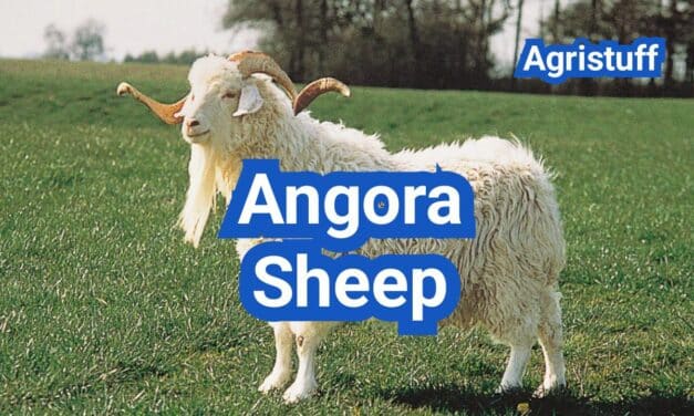 Angora Sheep: Mohair Quality, Shearing, and Feeding Requirements